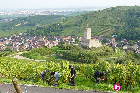 Location de meublé : COLMAR Au calme à 10 minutes du centre ville